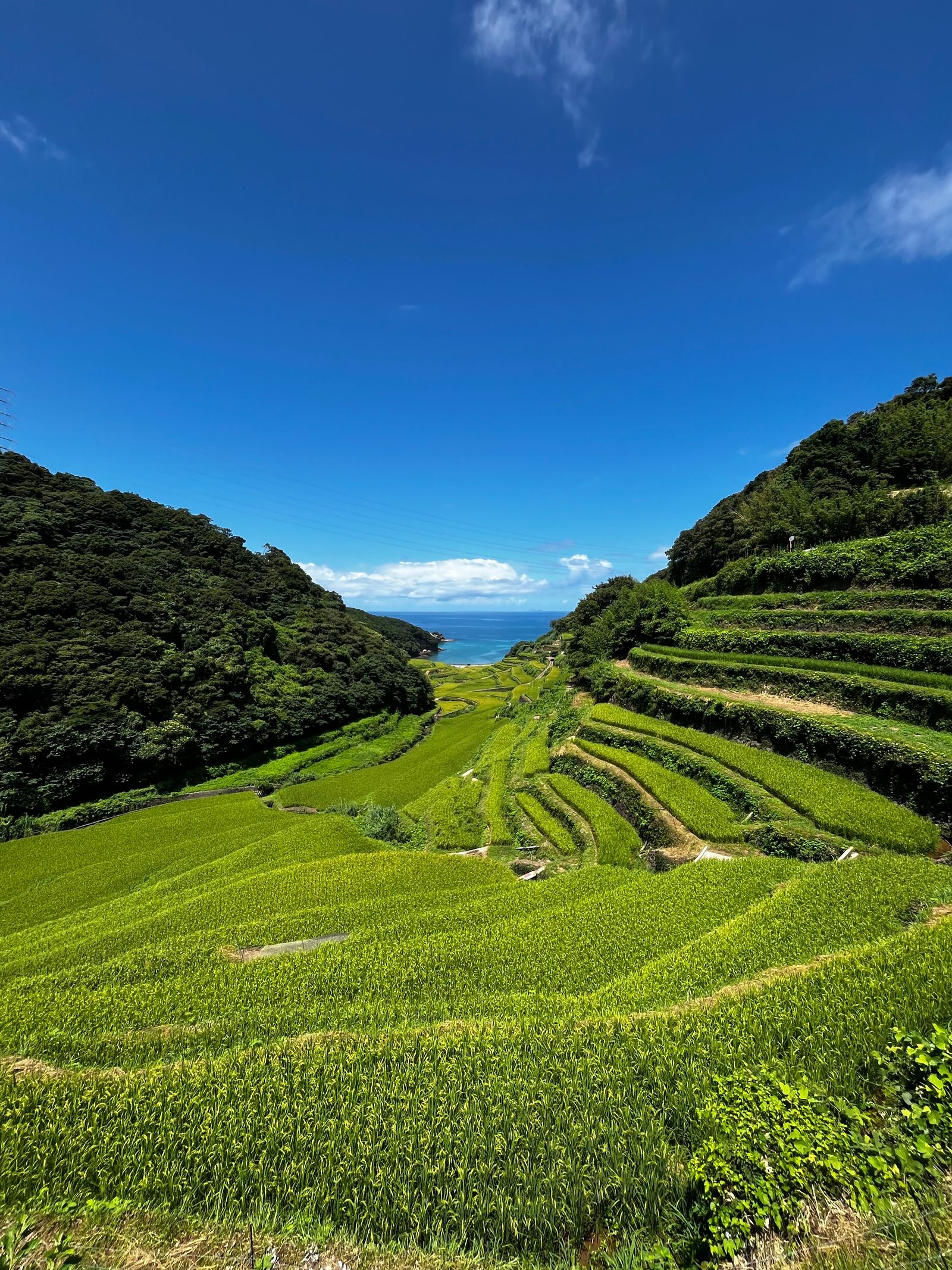 糸島の里山にたたずむ伝統的な日本家屋と青々とした田園風景